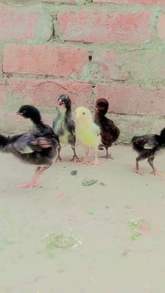 5 day age aseel Raza or thi ka cross 6 aseel