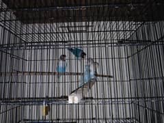 Love Birds