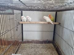 Mix Lovebirds