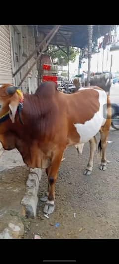 ablak cow 2 danth