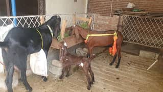 nagra kids pair for sale