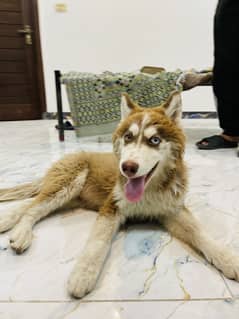 Siberian husky odd eyes