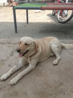 Labrador