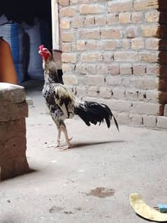 breeder aseel