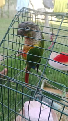 green cheek conure