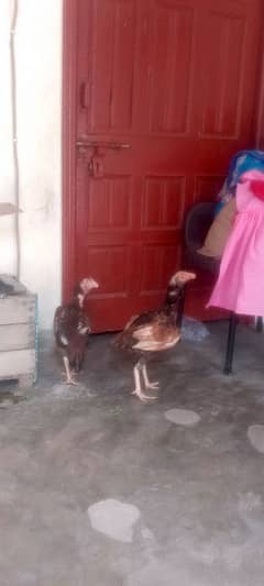 2 pure asel hens