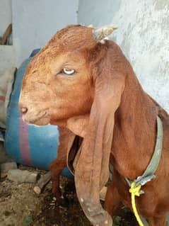 out class female goat heat ma any wali ha