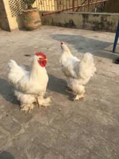 White Buff Female available 5k Demand