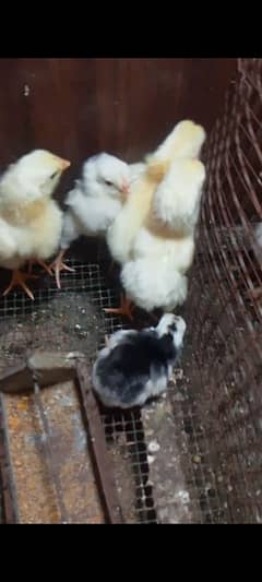 shamo chicks, Heera Thai cross chicks