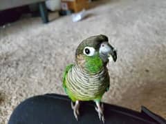 Chicks of Green cheek and pineapple conure