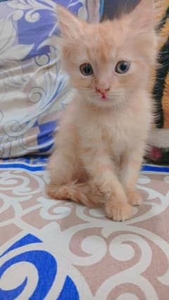 Persian