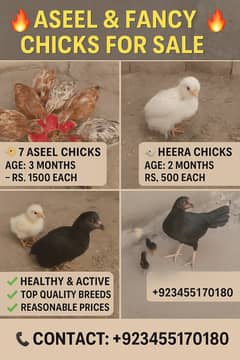 CHICKENS