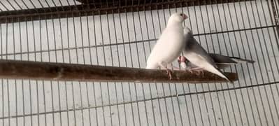 jawa pair birds