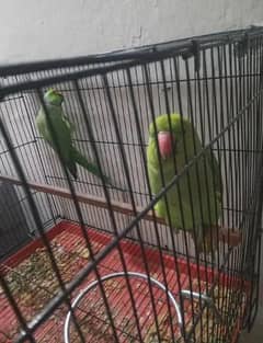 Pakistani parrot