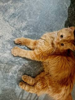 cat sell