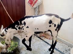 dunda bakra or kajla for sale | 03106897932