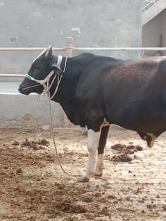 bachra