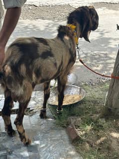 2 bakra for sale  reasonable price