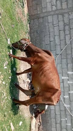 قربانی