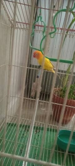 cute parrot for sale