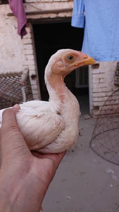 pure white heera patha for sale blue eyes boski nok nali