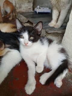 Single Coat Persian Kittens and Mama Cat for Adoption