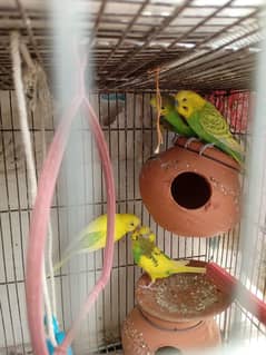 6 parrots