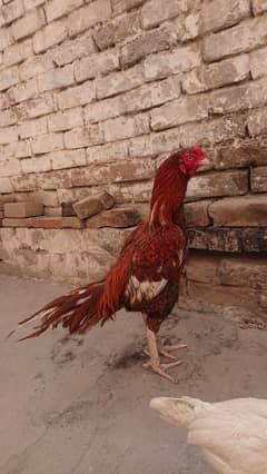 old bloodline pila Breedar available ak ankh sy kana h