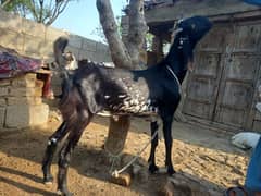 bakra for qurbani age 1.4 years confirm dovanda