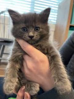 The neblung American cat
