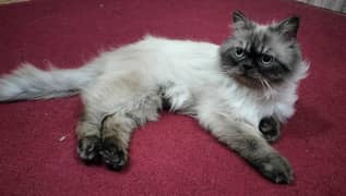 Persian cat