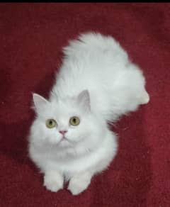 Persian