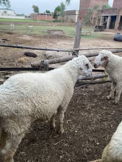 sheeps chatraa mondra