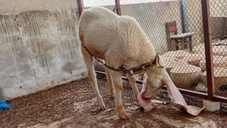 sheep