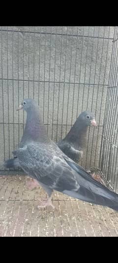 BREEDER PIGEONS