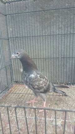 BREEDER PIGEONS