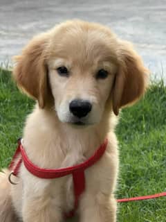 golden retriever