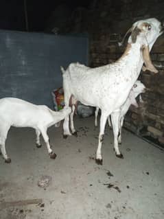 Argent sale makhi cheeni bital /Bakri /Bakra /gaban Bakri
