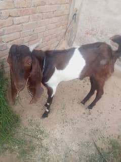 I have quantity 2 bakra for sale