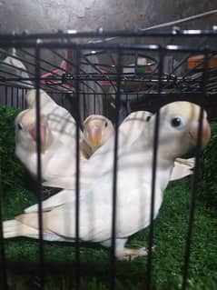 palefallow