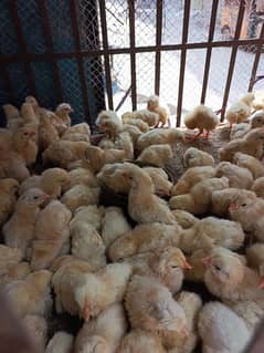 Farming