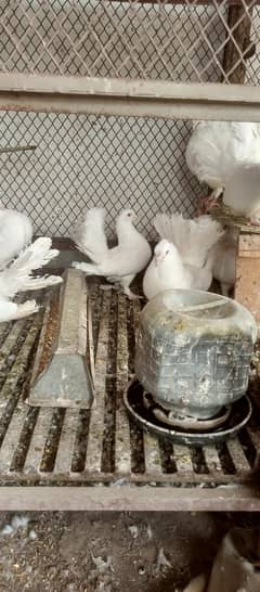 fancy lucky kabotar piegon