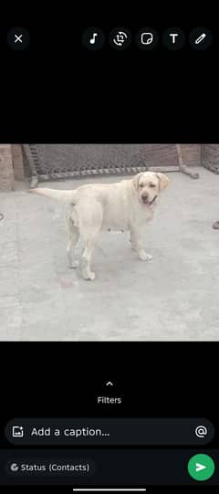 labra