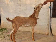 makhi cheena | chahtry | qurbani goat | bakra | بکرا | desi goat