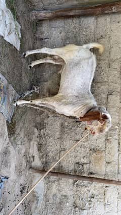 Bakra