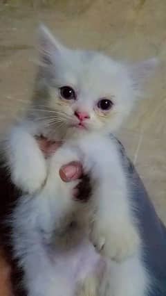 kitten
