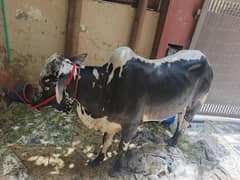 Donda Bull For Sale