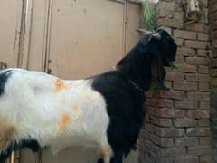 Bakra 4 Dant