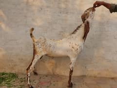 makhi cheena | chahtry | qurbani goat | bakra | بکرا | desi goat