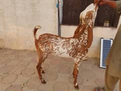 makhi cheena | chahtry | qurbani goat | bakra | بکرا | desi goat